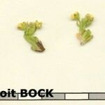 Saxifraga facchinii Otro