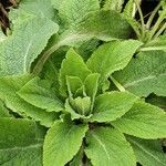 Verbascum phlomoides Folio