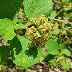 Cordia monoica Hàbitat