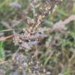 Enneapogon cenchroides Flor
