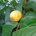 Psidium guajavaᱡᱚ