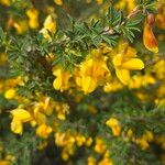 Cytisus scopariusVirág