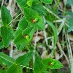 Euphorbia dulcis Floare
