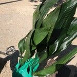 Aspidistra lurida List