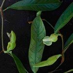 Philodendron surinamense Flower