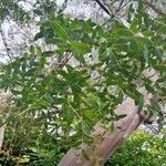Eucalyptus parvula برگ