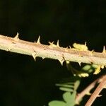 Caesalpinia decapetala Bark