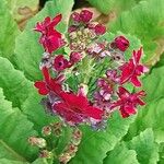 Primula japonica Flower