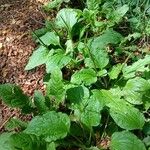 Plantago major 整株植物