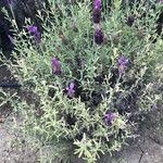 Lavandula pedunculata Blüte