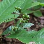 Psychotria schweinfurthii Fruit