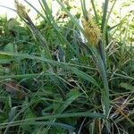 Carex acuta Hábito