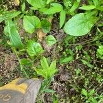 Cocculus carolinus Blad