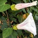 Convolvulus arvensisBlomst