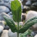 Mentha × villosa Leaf
