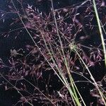 Agrostis nervosa Συνήθη χαρακτηριστικά