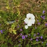 Petunia axillaris Цветок