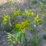 Euphorbia flavicoma Lubje