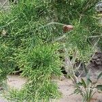 Euphorbia tirucalli Лист