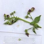 Scrophularia oblongifolia Flor