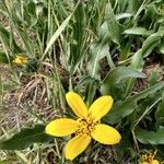 Wyethia angustifolia Flower