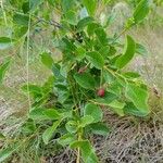 Prunus fruticosa Feuille