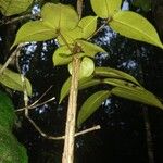 Mouriri sideroxylon Лист