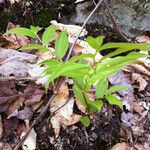 Streptopus lanceolatus Feuille