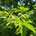 Castanea pumila Leaf