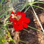 Striga asiatica Λουλούδι