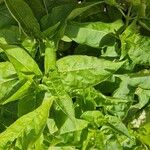 Mirabilis longiflora Leaf