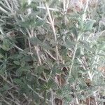 Teucrium marum 葉