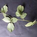 Rubus imbricatus Blad