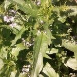 Veronica catenata Hoja
