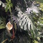 Monstera deliciosa ശീലം