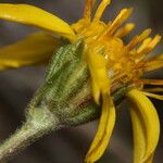 Nestotus stenophyllus Flower