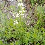 Galium albumÕis