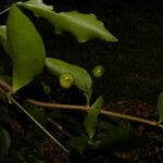 Malpighia glabra Fruit