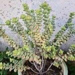 Crassula rupestris Blatt