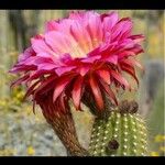 Echinopsis huascha Flor