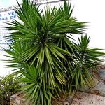 Dracaena draco Habit