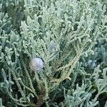 Juniperus osteosperma Hoja