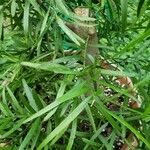 Podocarpus laetus Leaf