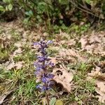 Ajuga genevensisLorea