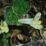 Asarina procumbens Kvet