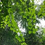 Cercidiphyllum japonicum Blatt