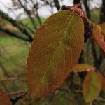 Amelanchier laevis Leaf