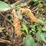 Flemingia strobilifera Квітка