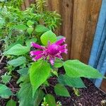 Salvia involucrata Blüte