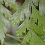 Davallia chaerophylloides Leaf